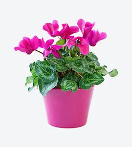 Antalya  Flower